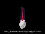 Maxillary Canine - Root Canal Anatomy • Video • MEDtube.net