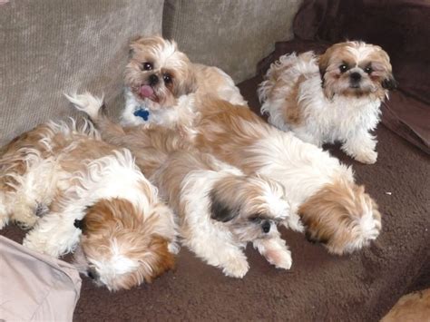 Southern Shih Tzu Rescue – Rescuing and rehoming Shih Tzu's