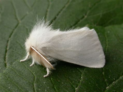 Brown-tail Moth: Identification, Life Cycle, Facts & Pictures