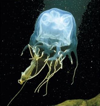 Box Jellyfish: Life Cycle, Habitat & Predators | Study.com