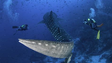 Scuba diving in Cocos Island | ZuBlu