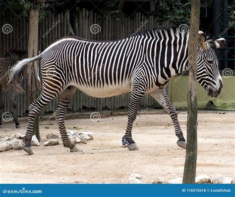 Zebra or Genus Equus stock photo. Image of equus, africa - 116575618