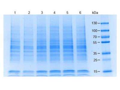 293 Whole Cell Lysate (NB800-PC6): Novus Biologicals