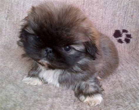 Puginese (Pekingese X Pug Mix) Dog Breed Info, Temperament, Puppies, Pictures