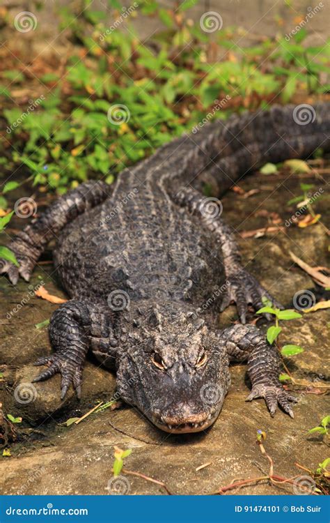 Chinese Alligator (Alligator Sinensis) Royalty-Free Stock Photo | CartoonDealer.com #73850025