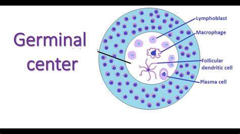 Germinal center of secondary lymphatic nodule #lymphocytes #lymphnodes ...