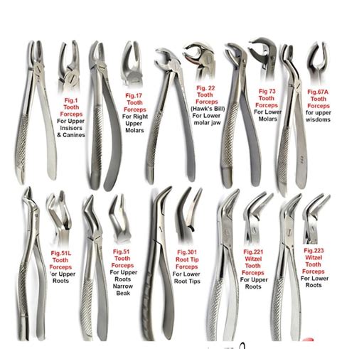 Mandibular Forceps Used In Dental Extractions, 59% OFF