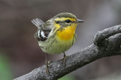 Blackburnian Warbler (female) – Jeremy Meyer Photography