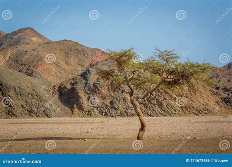 Sahara Acacia Tree In Desert Landscape Royalty-Free Stock Photography ...