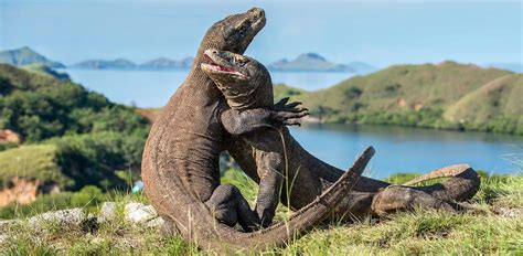 Komodo | Indonesia | Luxe and Intrepid Asia | Remote Lands