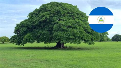 Árbol Nacional de Nicaragua, ¿Cuál es y por qué se escogió como símbolo?