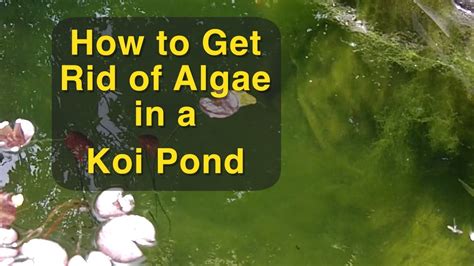 How To Remove Brown Algae From Pond at Anna McGowen blog