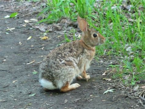 Eastern Cottontail Rabbit