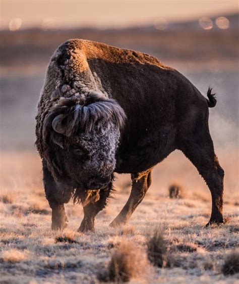 COLORADO BISON | Dieren