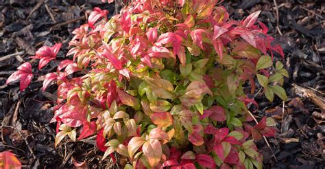 Nandina Domestica Care Guide: How To Grow Heavenly Bamboo