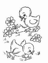 4 Chicken Coloring Pages  The Graphics Fairy sketch template