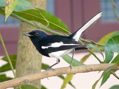 Oriental Magpie Robin - a photo on Flickriver