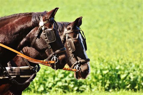 Horses,coach,horse drawn carriage,team,monteaura - free image from needpix.com