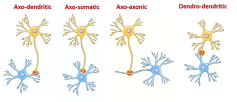 Synapses - Types and Structure , Anatomy QA