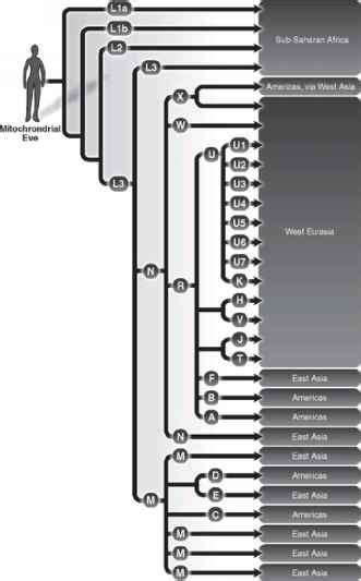 Figure The Y Chromosome Family Tree And Its Geographical Distribution - Metamorphosis