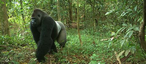 Saving Africa’s Most Endangered Apes through Community-Based ...