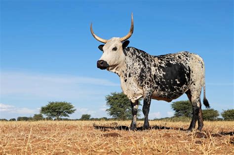 Nguni Cattle - A-Z Animals