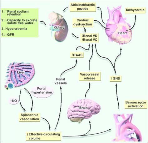 _Pathophysiologic mechanisms of hepatorenal syndrome. Renal VD (renal... | Download Scientific ...