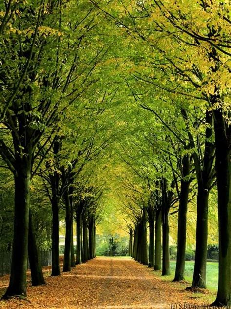 Allee Foto & Bild | landschaft, fotos, wald Bilder auf fotocommunity