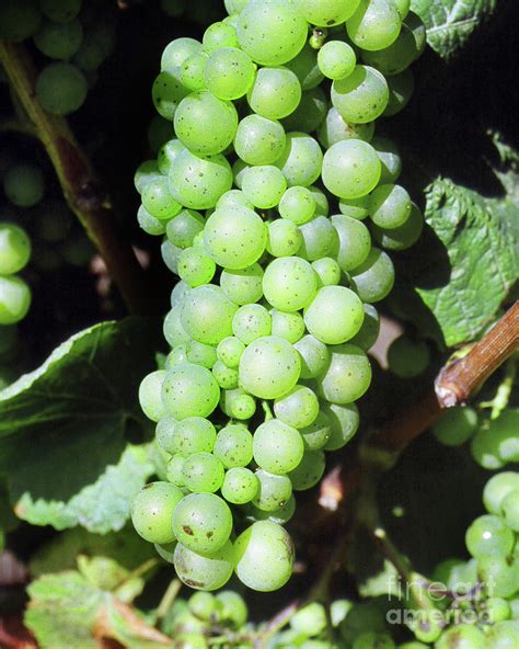 Mature cluster of Chardonnay wine grapes on the vine on River Road 1991 Photograph by Monterey ...