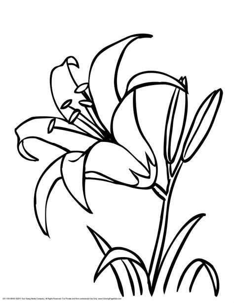 Lily Flower Line Drawing at GetDrawings | Free download