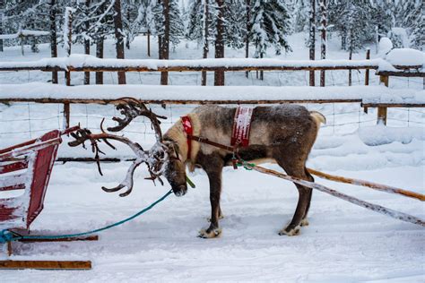 4 Night Family Lapland Winter Adventure in Levi | Not In The GuideBooks