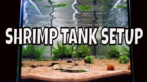 BEST Freshwater Shrimp Tank Setup Neocaridina🦐 | Shrimp tank, Shrimp ...