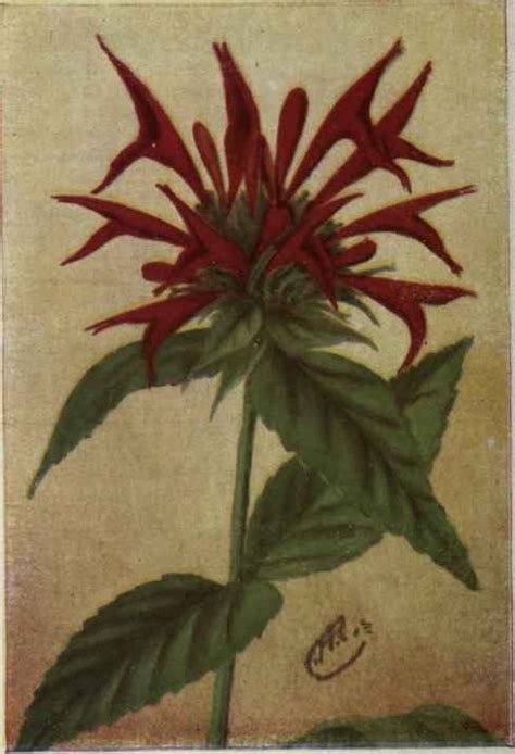 bee balm, also wild bergamot...edible,fragment, | Craft images, Bee balm, Maple leaf tattoo