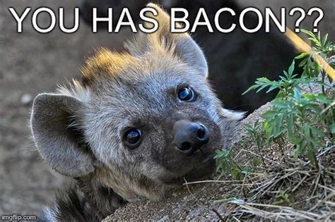 hyena Memes & GIFs - Imgflip