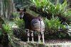 The Okapi — Okapi Conservation Project