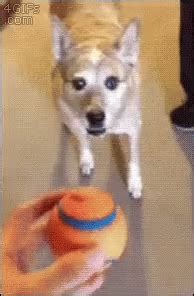 Dogs Playing Catch GIF - Dogs PlayingCatch - Discover & Share GIFs