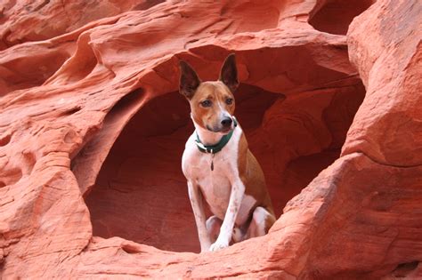 10 Unique Pet Friendly Day Trips in Arizona | TripsWithPets.com