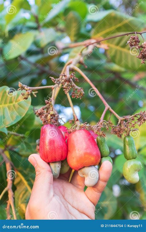 Hand Harvesting Cashew Fruit on Tree Stock Photo - Image of garden, harvesting: 211844754