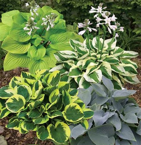 Hosta Flower Seeds Mix 25 Seeds - Etsy