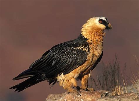 Bearded vulture (Gypaetus barbatus) | DinoAnimals.com