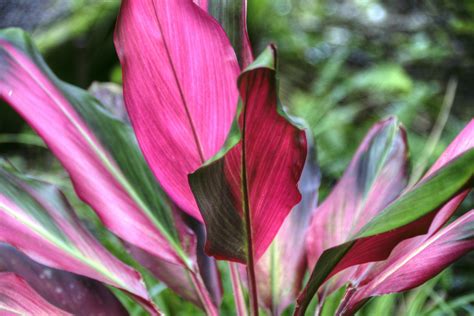 Firecracker Plant Free Stock Photo - Public Domain Pictures