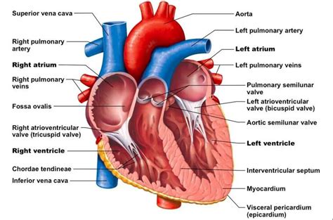 Pictures Of Chambers Of The Heart