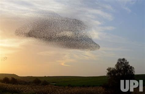 Photo: Flocks Of Starlings Dance In Israel - JER2015020417 - UPI.com