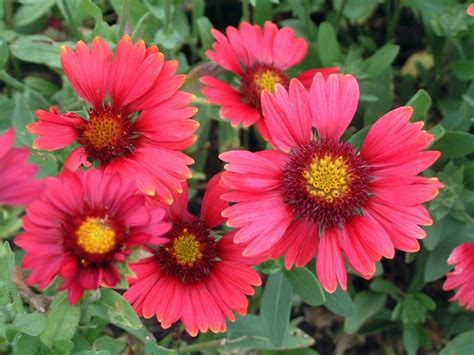 Gaillardia x grandiflora 'Burgundy' Blanket Flower | Garden Center Marketing