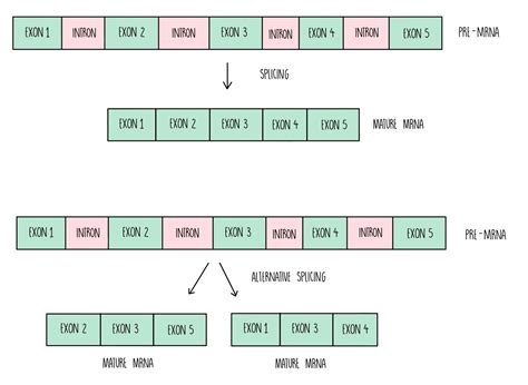 DNA and Protein Synthesis AQA — the science sauce