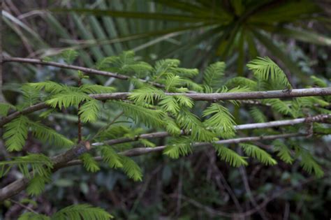 Bald Cypress Branches near Big Cypress Bend Boardwalk | ClipPix ETC: Educational Photos for ...