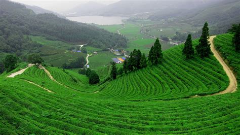 Beautiful Green Tea Gardens HD Wallpapers | Desktop Wallpapers