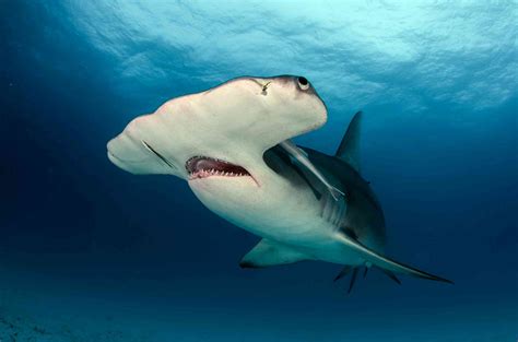 New large shark species heading for the UK? That's no cause for panic