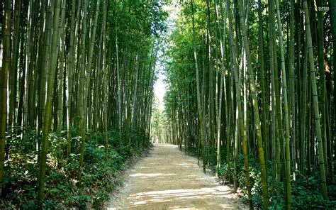 🔥 [50+] Bamboo Forest Japan Computer Wallpapers | WallpaperSafari