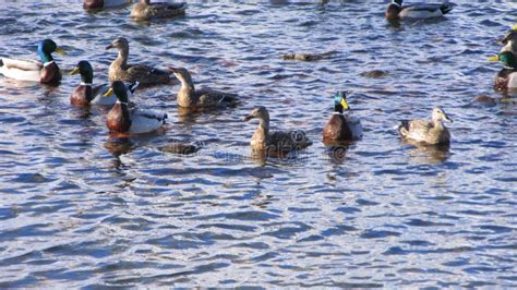 Ducks Swimming stock photo. Image of birds, ducks, west - 38570072